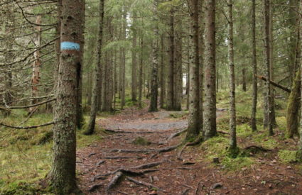 Hiking deep into Nordmarka - The blue mark means I'm at a hiking trail