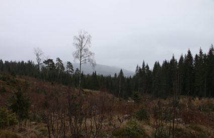 Hiking deep into Nordmarka - Open plains
