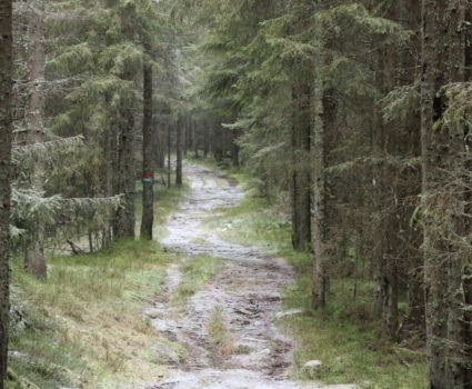 Hiking deep into Nordmarka - Forest path