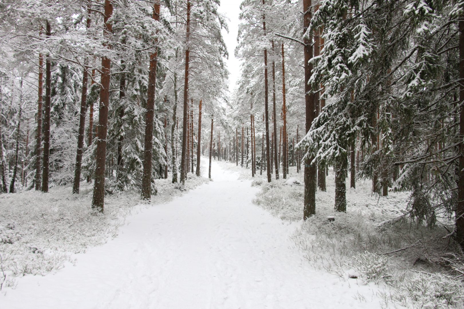 Many wonderful snowy trails to follow