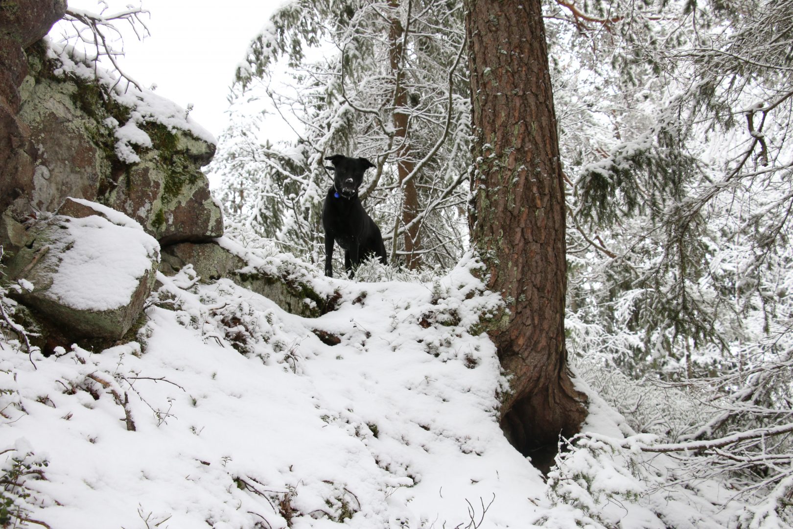 Tøsen is enjoying the forest to the utmost!